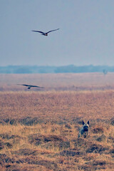 Striped Hyena (Hyaena hyaena) and 'ringtail' harriers, Blackbuck National Park at Velavadar, Gujarat, India.