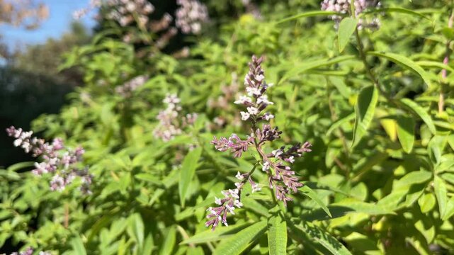 Bee and Lemon verbena plant horizontal background 
