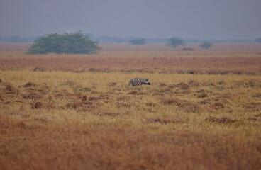 Scenic view with Striped Hyena (Hyaena hyaena), Blackbuck National Park at Velavadar, Gujarat, India.