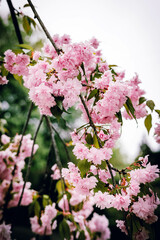 Beautiful branches of blooming cherry blossoms in springtime, cascading with soft pink flowers and green leaves. A peaceful natural scene full of freshness and renewal