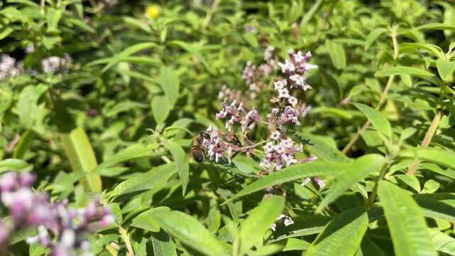 Bee and Lemon verbena plant horizontal background 