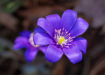 Closeup of two blue flowers of anemone hepatica (hepatica nobilis) among dry leaves in the forest
