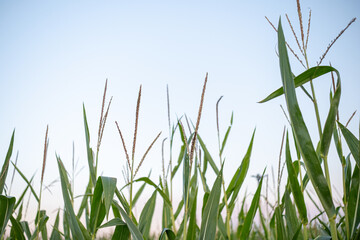 Obraz premium detail of maize plants against a bright sky from below