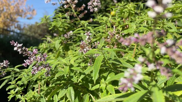 Lemon verbena plant horizontal background