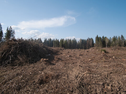 A deforested landscape portrays vast areas of cleared ground and leftover timber remnants beneath a clear blue sky