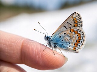 Obraz premium Gentle Butterfly Landing on Finger A Close-Up Nature Photograph