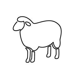 Obraz premium sheep