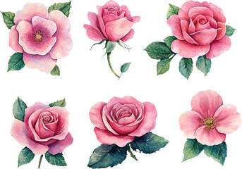 set of pink roses vector