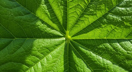 Emerging serrated leaves, vibrant green plant detail, close-up natural texture.