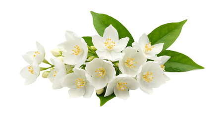 Obraz premium A cluster of white jasmine flowers with green leaves isolated on a transparent black background