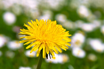 Intense yellow flower of a dandelion (Taraxacum) as a splash of color on a meadow with numerous daisies blurred in the background. Basket flower with filigree stamens and bright sepals in spring.