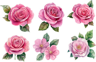 Naklejka premium set of roses vector illustration