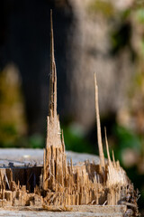 Filigree splinter structure on a sawn-off tree stump. Pointed wood fibers protrude from the cut surface after the trunk has been felled and form a random wooden structure reminiscent of a cathedral.