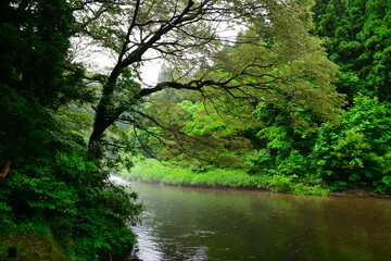 仙見川渓谷（新潟県）