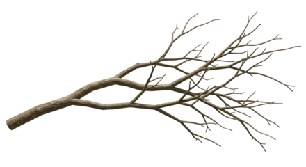 A fallen tree branch with small twigs against a black background in a horizontal orientation view