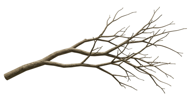 A fallen tree branch with small twigs against a black background in a horizontal orientation view