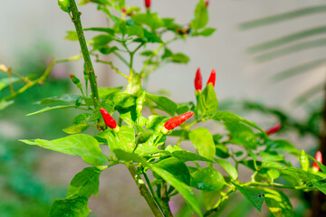 Ripe red chili pepper plant with  drop of water grows in morning at home garden. Bird's Eye Chilli tree.