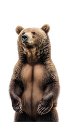 Fototapeta premium Grizzly bear standing upright