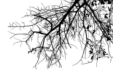 Black and white illustration of natural large old oak tree branch with leaves on transparent background