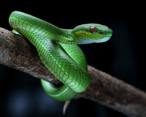 Obraz premium Close-up A vibrant green pit viper, likely a Trimeresurus popeiorum, coils gracefully on a branch. Its red eyes stand out against its emerald scales, 22 april 2025 Indonesia