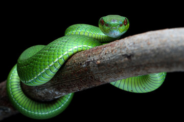 Close-up A vibrant green pit viper, likely a Trimeresurus popeiorum, coils gracefully on a branch....