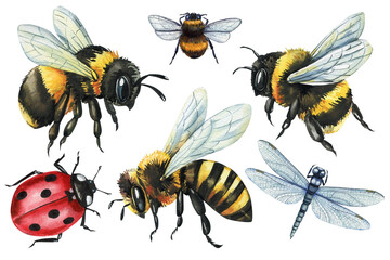 Watercolor insects clipart set with honey bees, bumblebees, ladybug, dragonfly, vintage natural collection isolated