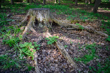 An old stump covered with moss among the shoots of a maple tree in the forest in summer
