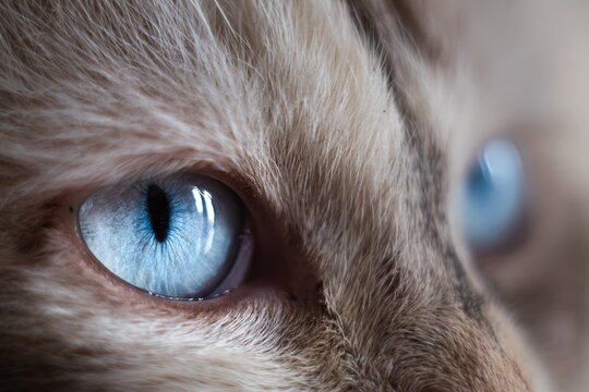 Blue cat's eyes with vertical slit pupil shot on macro - Powered by Adobe