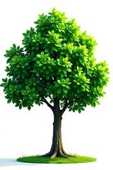 Vibrant green high definition tree with lush foliage against a white backdrop, green, HD, white background