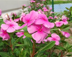 Madagascar Periwinkle Flower (Catharanthus roseus)