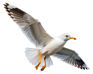 seagull on white background
