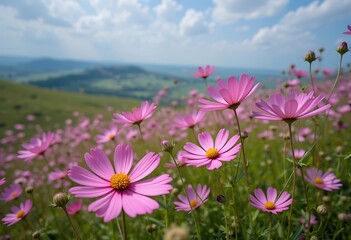 Obraz premium pink flowers on a meadow