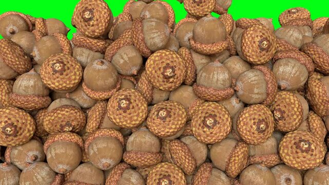 Acron Fruits Fall Transition