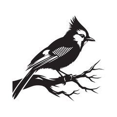 Minimalist Blue Jay Bird Silhouette - Vector of Blue jay bird - Blue jay Illustration - Blue jay black and white design.