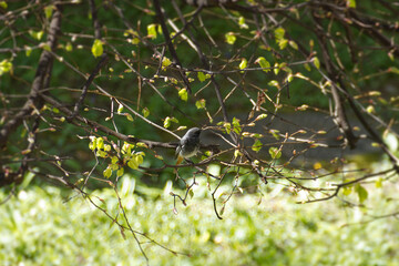 Male Black Redstart (Phoenicurus ochruros) sitting in a tree in Zurich, Switzerland