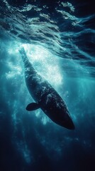 Obraz premium Majestic Whale Silhouette Underwater