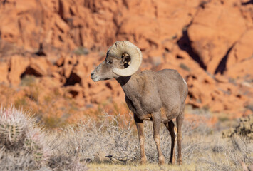 Desert Bighorn Sheep Ram in the Valley of Fire State Park Nevada in Winter
