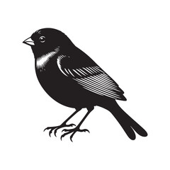 Dark-eyed junco Vector Silhouette - Black and White  Dark-eyed junco Illustration - Dark-eyed junco bird art.