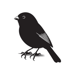 Dark-eyed junco Vector Silhouette - Black and White  Dark-eyed junco Illustration - Dark-eyed junco bird art.