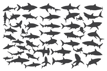 Shark silhouette vector illustration, various species of sharks, great white, hammerhead, bull shark, tiger shark, ocean predators, sea life, marine biology, underwater, fish, dangerous, carnivore