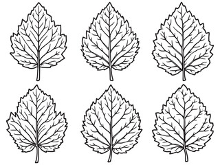 Fototapeta premium Chestnut leaf line art intricate illustration of seasonal tree leaf