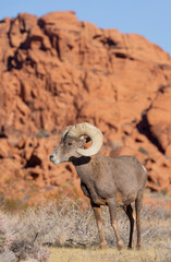Desert Bighorn Sheep Ram in the Valley of Fire State Park Nevada in Winter
