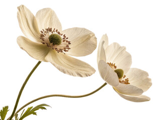 Delicate anemone flowers bloom gracefully showcasing their soft petals and vibrant centers, creating serene and beautiful display