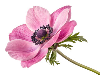 beautiful anemone flower showcases delicate pink petals and striking dark centers, embodying nature elegance and charm