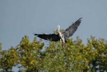 Grey heron with open wings taking flight from the trees