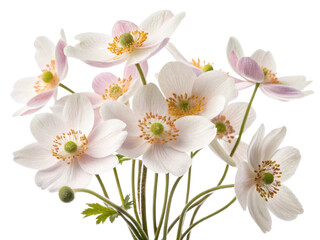 Obraz premium Delicate anemone flowers bloom gracefully, showcasing their soft petals and vibrant centers, creating serene and beautiful display