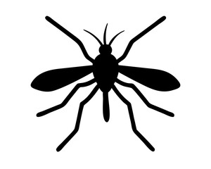 black Mosquito isolated on white background