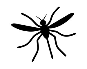 black Mosquito isolated on white background