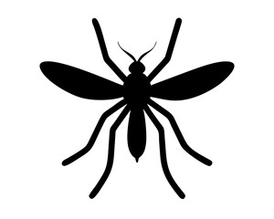 black Mosquito isolated on white background