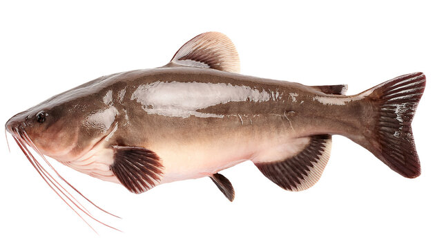 raw whole catfish full body top view on isolated background for cooking seafood market and aquatic biology reference
- Powered by Adobe